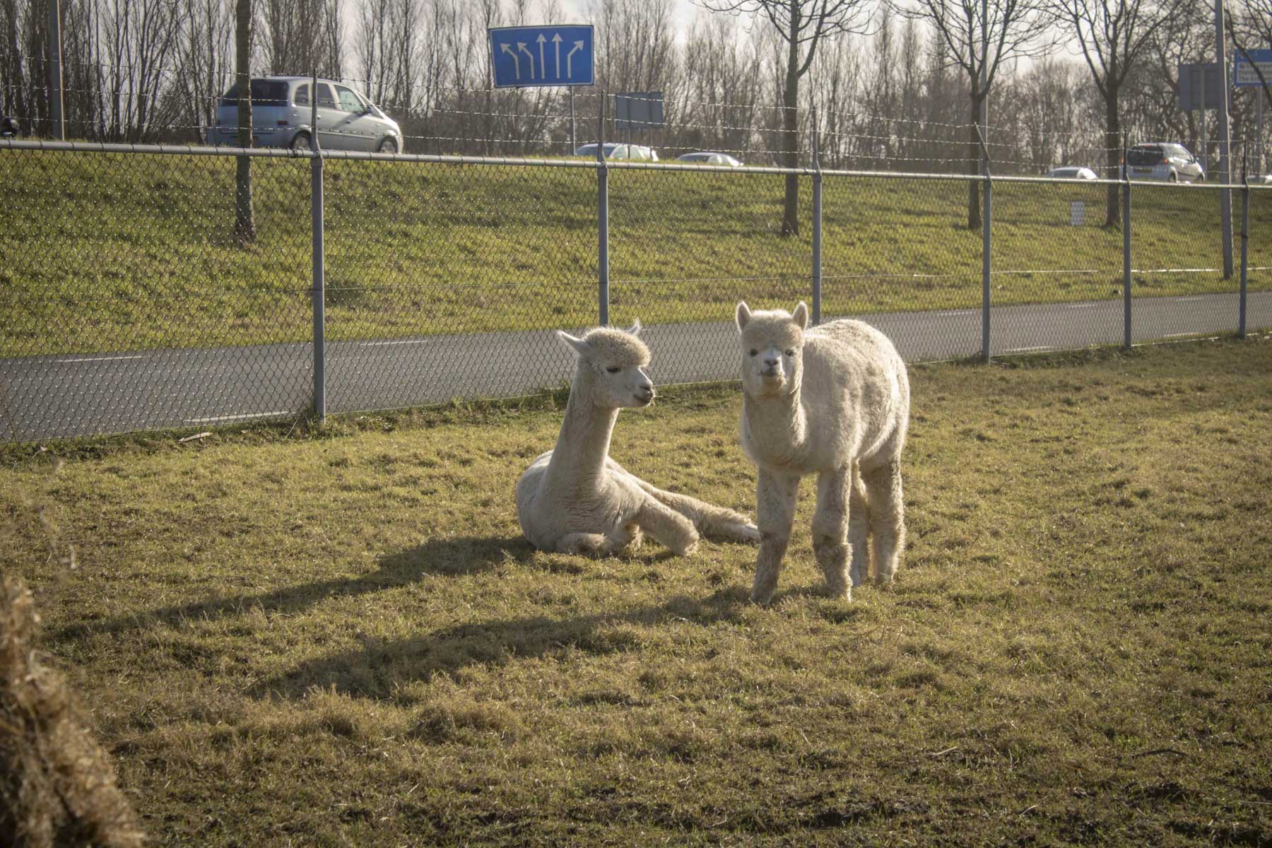 Foto van de alpacas